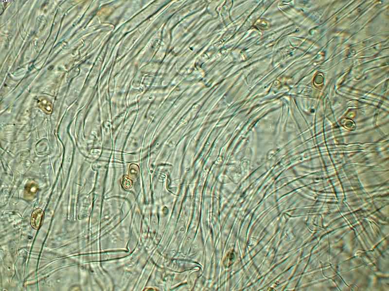 Tubaria furfuracea       (Pers.)     Gillet